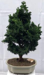 Hinoki Cypress Bonsai Tree<br><i>(chamecyparis obtusa 'Nana Gracilis')</i>