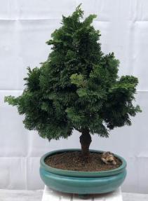 Hinoki Cypress Bonsai Tree<br><i>(chamecyparis obtusa 'Nana Gracilis')</i>