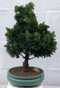 Hinoki Cypress Bonsai Tree<br><i>(chamecyparis obtusa 'Nana Gracilis')</i>