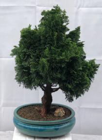 Hinoki Cypress Bonsai Tree<br><i>(chamecyparis obtusa 'Nana Gracilis')</i>