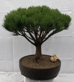 Japanese Red Pine Bonsai Tree<br><i>(pinus densi 'globosa')</i>