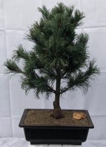 Japanese White Pine Bonsai Tree <br><i>(pinus parviflora 'bergman')</i>