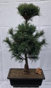 Japanese White Pine Bonsai Tree <br><i>(pinus parviflora 'bergman')</i>