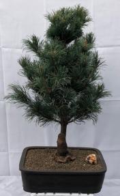 Japanese White Pine Bonsai Tree <br><i>(pinus parviflora 'bergman')</i>