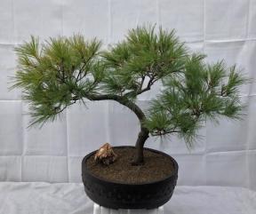 Japanese White Pine Bonsai Tree<br><i>(pinus parviflora)</i>