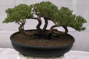 Juniper Bonsai Tree - Trained <br><i>(juniper procumbens nana)</i>