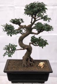 Chinese Elm Bonsai Tree<br>Curved Trunk & Tiered Branching<br><i>(ulmus parvifolia)</i>