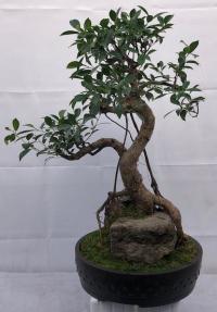 Ficus Retusa Bonsai Tree<br>Root Over Rock<br><i>(ficus retusa)</i>