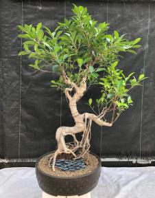 Ficus Retusa Bonsai Tree<br>Root Over Rock<br><i>(ficus retusa)</i>