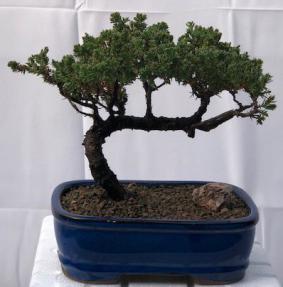 Juniper Bonsai Tree - Trained <br><i>(juniper procumbens nana)</i>