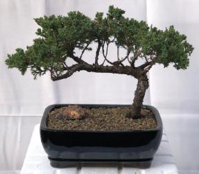 Juniper Bonsai Tree - Trained <br><i>(juniper procumbens nana)</i>