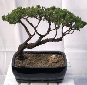 Juniper Bonsai Tree - Trained <br><i>(juniper procumbens nana)</i>