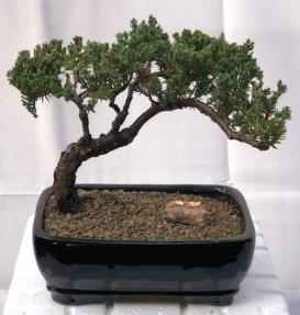 Juniper Bonsai Tree - Trained <br><i>(juniper procumbens nana)</i>