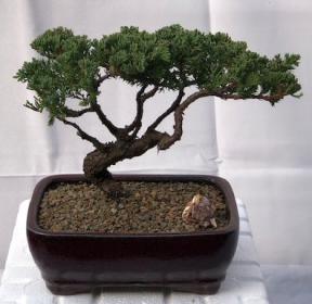 Juniper Bonsai Tree - Trained <br><i>(juniper procumbens nana)</i>