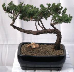 Juniper Bonsai Tree - Trained <br><i>(juniper procumbens nana)</i>