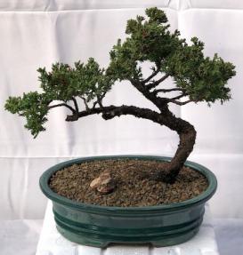 Juniper Bonsai Tree - Trained <br><i>(juniper procumbens nana)</i>