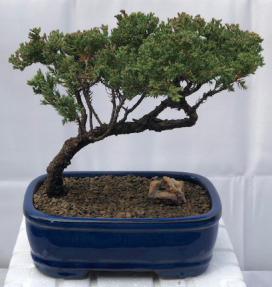 Juniper Bonsai Tree - Trained <br><i>(juniper procumbens nana)</i>