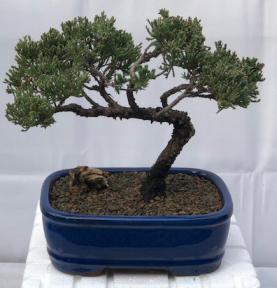 Juniper Bonsai Tree - Trained <br><i>(juniper procumbens nana)</i>