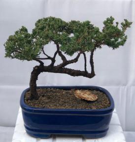 Juniper Bonsai Tree - Trained <br><i>(juniper procumbens nana)</i>