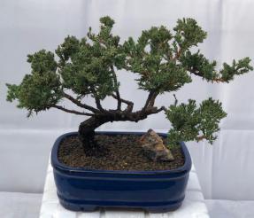 Juniper Bonsai Tree - Trained <br><i>(juniper procumbens nana)</i>