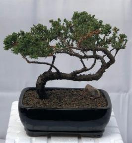 Juniper Bonsai Tree - Trained <br><i>(juniper procumbens nana)</i>