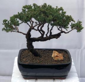 Juniper Bonsai Tree - Trained <br><i>(juniper procumbens nana)</i>