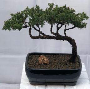 Juniper Bonsai Tree - Trained <br><i>(juniper procumbens nana)</i>