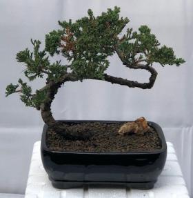 Juniper Bonsai Tree - Trained <br><i>(juniper procumbens nana)</i>