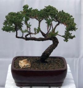 Juniper Bonsai Tree - Trained <br><i>(juniper procumbens nana)</i>