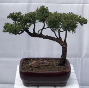 Juniper Bonsai Tree - Trained <br><i>(juniper procumbens nana)</i>