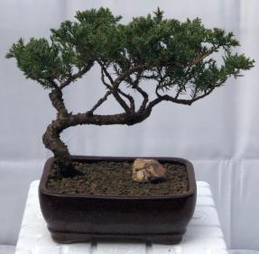 Juniper Bonsai Tree - Trained <br><i>(juniper procumbens nana)</i>