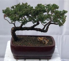 Juniper Bonsai Tree - Trained <br><i>(juniper procumbens nana)</i>