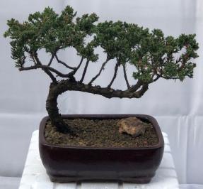 Juniper Bonsai Tree - Trained <br><i>(juniper procumbens nana)</i>