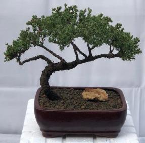 Juniper Bonsai Tree - Trained <br><i>(juniper procumbens nana)</i>