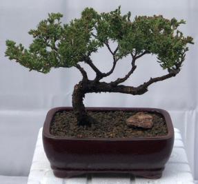 Juniper Bonsai Tree - Trained <br><i>(juniper procumbens nana)</i>