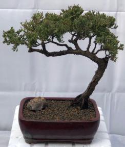 Juniper Bonsai Tree - Trained <br><i>(juniper procumbens nana)</i>