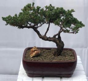 Juniper Bonsai Tree - Trained <br><i>(juniper procumbens nana)</i>