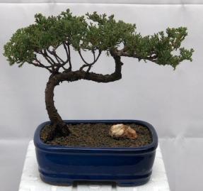 Juniper Bonsai Tree - Trained <br><i>(juniper procumbens nana)</i>