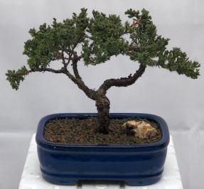 Juniper Bonsai Tree - Trained <br><i>(juniper procumbens nana)</i>