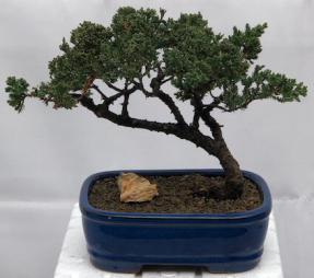 Juniper Bonsai Tree - Trained <br><i>(juniper procumbens nana)</i>