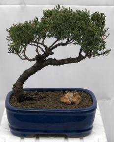 Juniper Bonsai Tree - Trained <br><i>(juniper procumbens nana)</i>