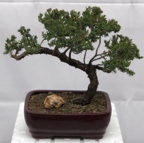 Juniper Bonsai Tree - Trained <br><i>(juniper procumbens nana)</i>