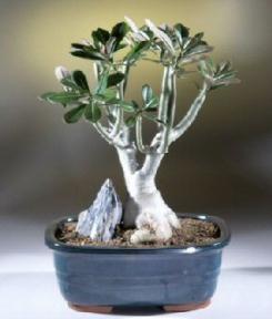 Desert Rose Bonsai Tree<br><i>(adenium obesum)</i>