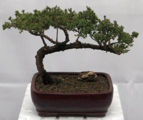 Juniper Bonsai Tree - Trained <br><i>(juniper procumbens nana)</i>