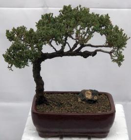 Juniper Bonsai Tree - Trained <br><i>(juniper procumbens nana)</i>