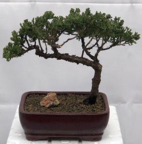 Juniper Bonsai Tree - Trained <br><i>(juniper procumbens nana)</i>