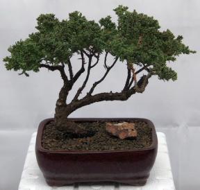 Juniper Bonsai Tree - Trained <br><i>(juniper procumbens nana)</i>