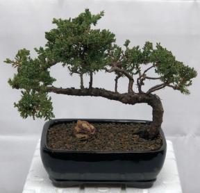 Juniper Bonsai Tree - Trained <br><i>(juniper procumbens nana)</i>