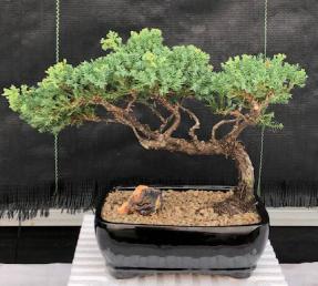 Juniper Bonsai Tree - Trained <br><i>(juniper procumbens nana)</i>