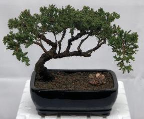 Juniper Bonsai Tree - Trained <br><i>(juniper procumbens nana)</i>